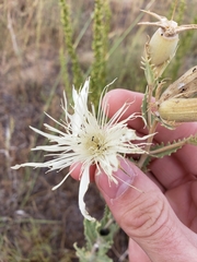 Mentzelia decapetala