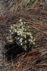 Erica palliiflora