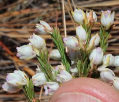Erica palliiflora