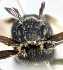 Ripiphorus subdipterus