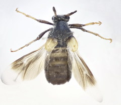 Ripiphorus subdipterus