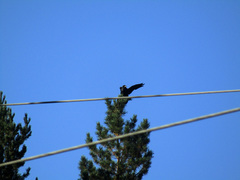 Corvus corax