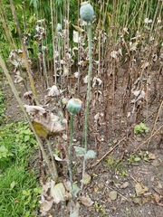 Papaver somniferum