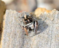 Salticidae