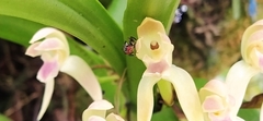 Maxillaria multicaulis