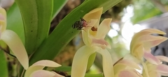 Maxillaria multicaulis