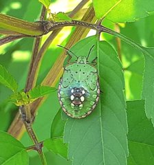 Nezara viridula