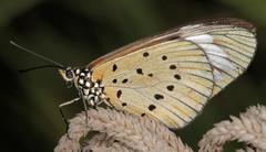 Acraea encedon encedon