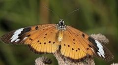 Acraea encedon encedon