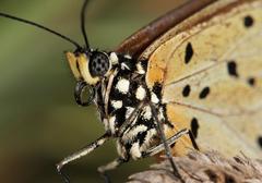 Acraea encedon encedon