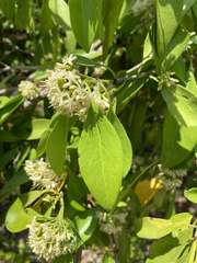 Coptosperma graveolens