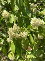Coptosperma graveolens