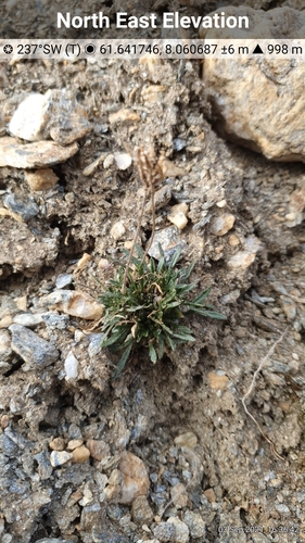 Image of Braya linearis by (c) Michael D. Pirie, some rights reserved (CC BY)