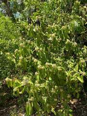 Coptosperma graveolens