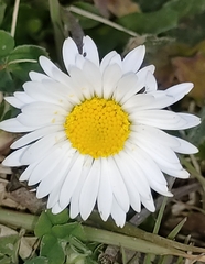 Bellis perennis