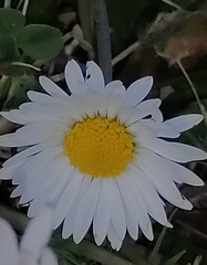 Bellis perennis