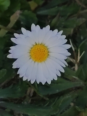 Bellis perennis