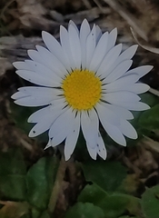 Bellis perennis