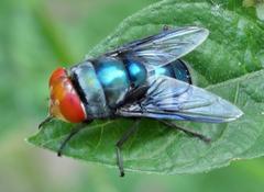 Chrysomya marginalis