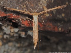 Stenoptilodes taprobanes