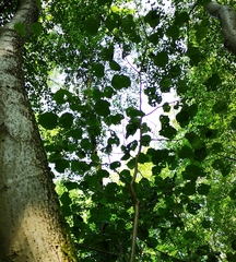 Tilia cordata