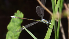 Lestes dryas