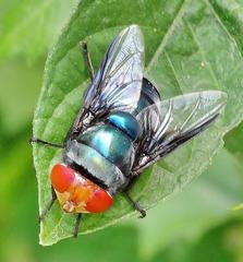 Chrysomya marginalis