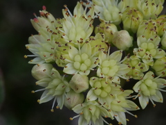 Hylotelephium maximum