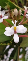 Epidendrum secundum