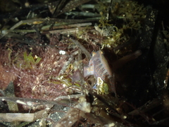 Gobius xanthocephalus