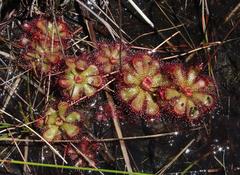 Drosera admirabilis