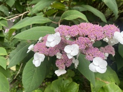 Hydrangea aspera