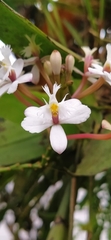 Epidendrum secundum