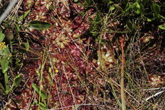 Drosera admirabilis
