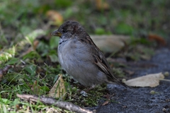 Passer domesticus