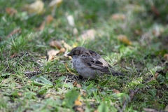 Passer domesticus