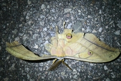 Antheraea yamamai