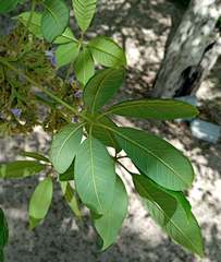 Vitex ferruginea