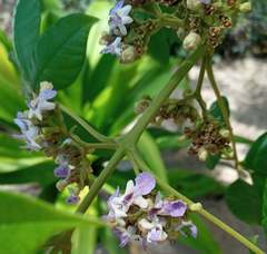 Vitex ferruginea