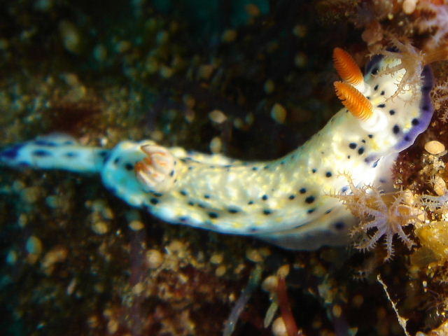 Hypselodoris rudmani
