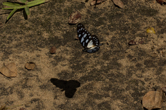 Graphium leonidas