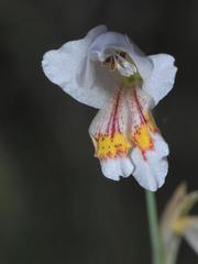 Gladiolus martleyi