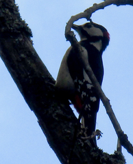 Dendrocopos major