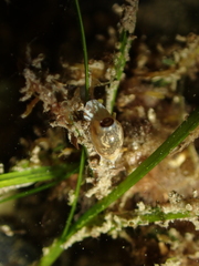 Gibberula miliaria
