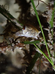 Gibberula miliaria