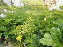 Heracleum sphondylium orsinii