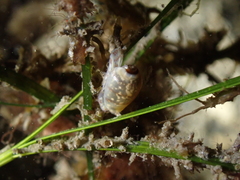 Gibberula miliaria