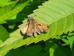 Ochlodes sylvanus