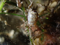 Gibberula miliaria