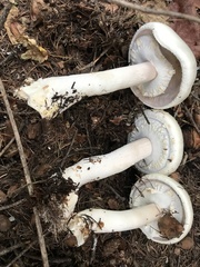 Agaricus albolutescens